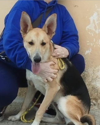 Milo nuovo ingresso in canile