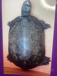 Tartaruga Palustre
