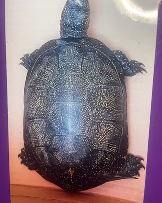 Tartaruga Palustre