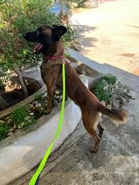 Malinois
