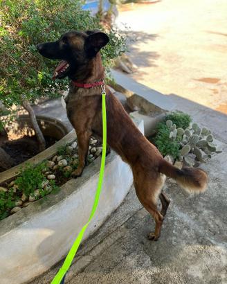 Malinois