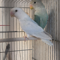 Coppia di inseparabili roseicollis, uccelli, pappa