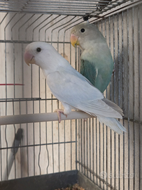 Coppia di inseparabili roseicollis, pappagalli