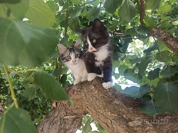 Gattini da adottare