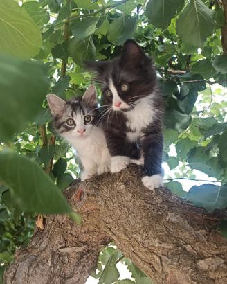 Gattini da adottare