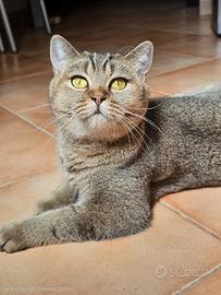 meravigliosi affettuosa british shorthair fem