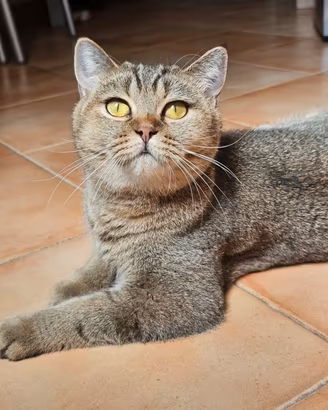 meravigliosi affettuosa british shorthair fem