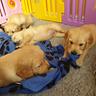 cuccioli-di-golden-retriever-maschi-e-femmine