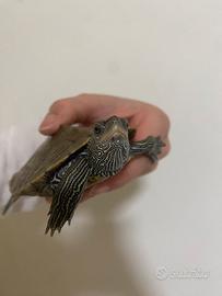 Tartaruga Graptemys