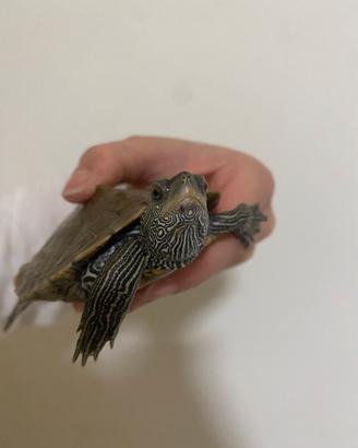 Tartaruga Graptemys