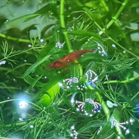 Caridine Acquario
