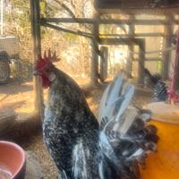 Gallo