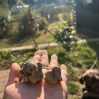 TARTUFO cavato giornalmente