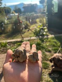 TARTUFO cavato giornalmente
