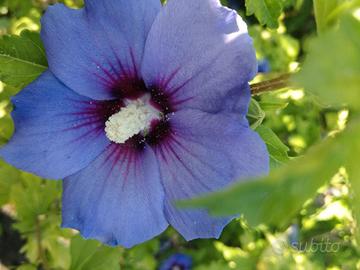 Pianta Ibiscus cinese