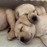 CucciolO di Labrador Retriever con Pedigree