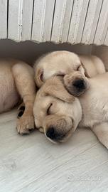 CucciolO di Labrador Retriever con Pedigree