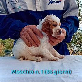 Cuccioli Setter Inglese Genealogia BASSANA