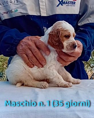 Cuccioli Setter Inglese Genealogia BASSANA