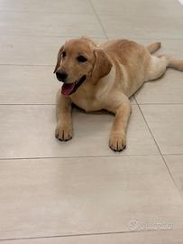 Labrador pedigree