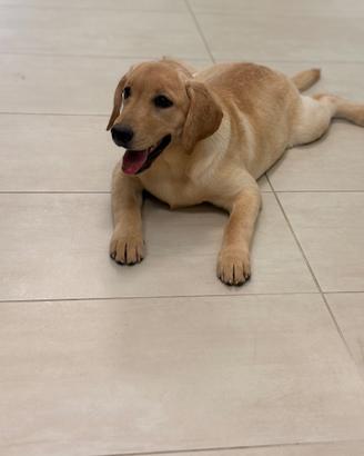 Labrador pedigree