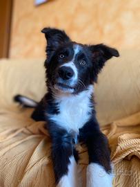 Cucciolo border collie