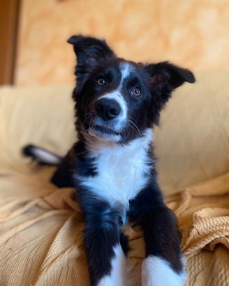 Cucciolo border collie
