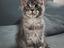 Immagine 6