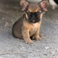 Cucciolo bulldog francese