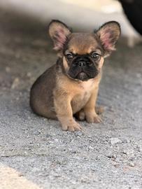 Cucciolo bulldog francese