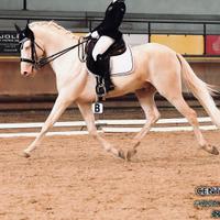 Cavallo Spagnolo albino/cremello