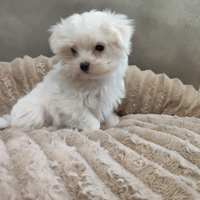 Cucciolo di maltese