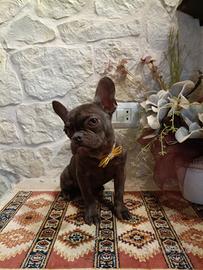 Bouledogue Francese cuccioli disponibili da subito