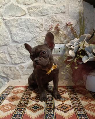 Bouledogue Francese cuccioli disponibili da subito