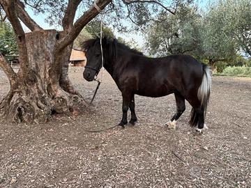 Mini pony femmina