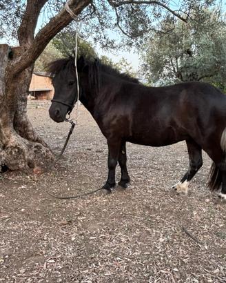 Mini pony femmina