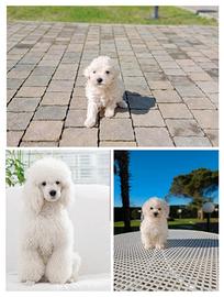 Barboncino Toy cocciolo