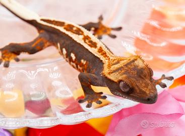 Geco ciliatus