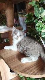 Selkirk rex cucciolo con pedigree