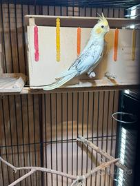 Giovane coppia calopsite