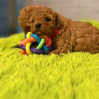 Cuccioli barboncino Toy maschio e femmina