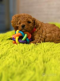 Cuccioli barboncino Toy maschio e femmina