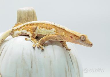 Geco ciliatus