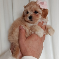 Cucciola maltipoo femminuccia