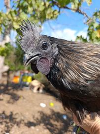 Gallo ceymani