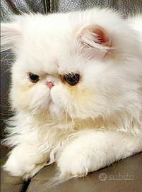 Gatto persiano ipertipico maschio bianco