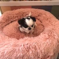 Chihuahua cucciola 4 mesi