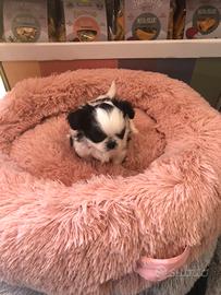 Chihuahua cucciola 4 mesi