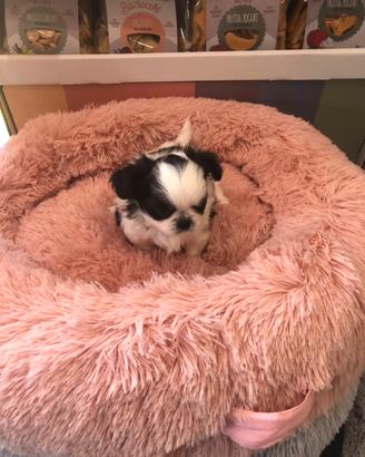 Chihuahua cucciola 4 mesi