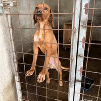 Coker-bracco da tartufo